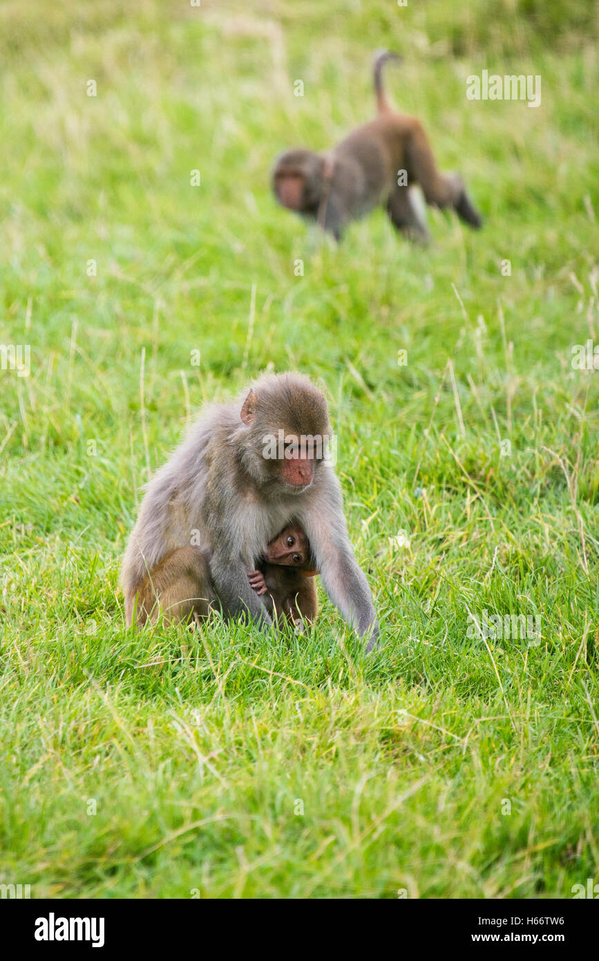 Vertikale Nahaufnahme von einer weiblichen Rhesus-Makaken-Affen mit einem Baby. Stockfoto