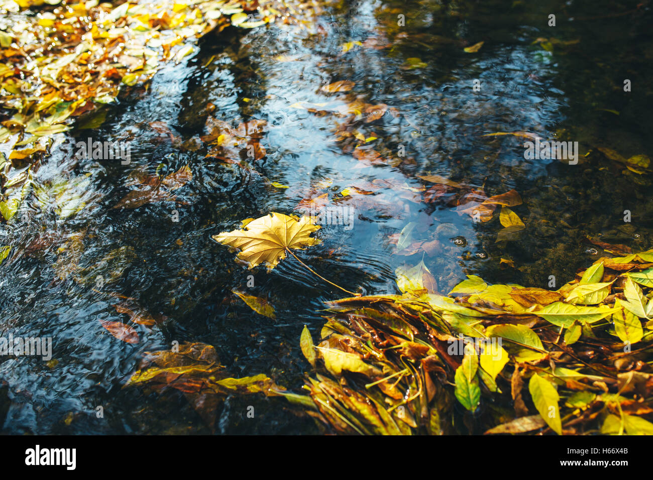 Foto von fließenden Bach im Herbstwald Stockfoto