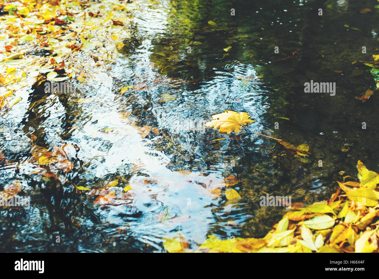 Foto von fließenden Bach im Herbstwald Stockfoto