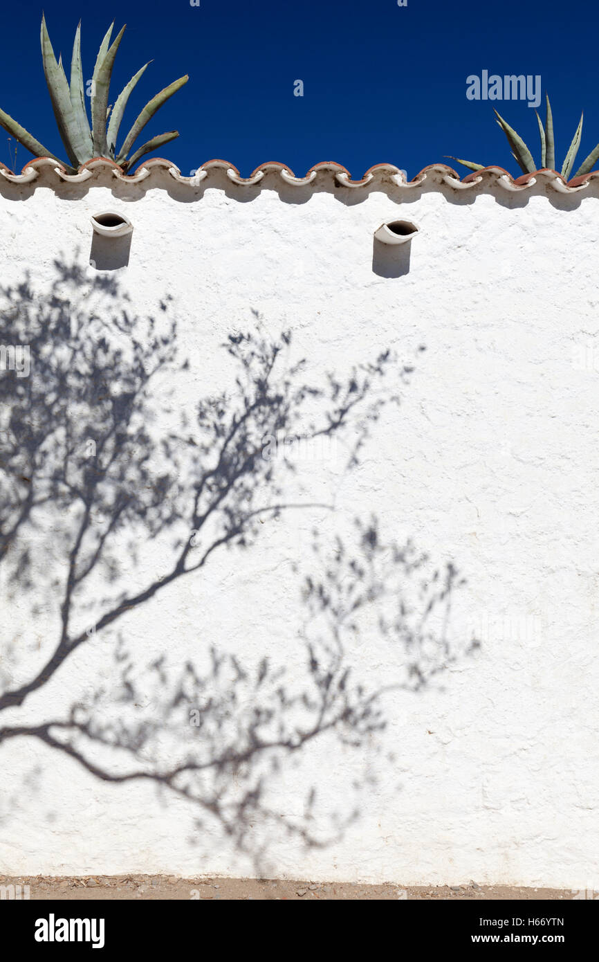 Ein Schatten eines Olivenbaums auf einer weißen Wand in Cadaques, Costa Brava, Spanien. Stockfoto