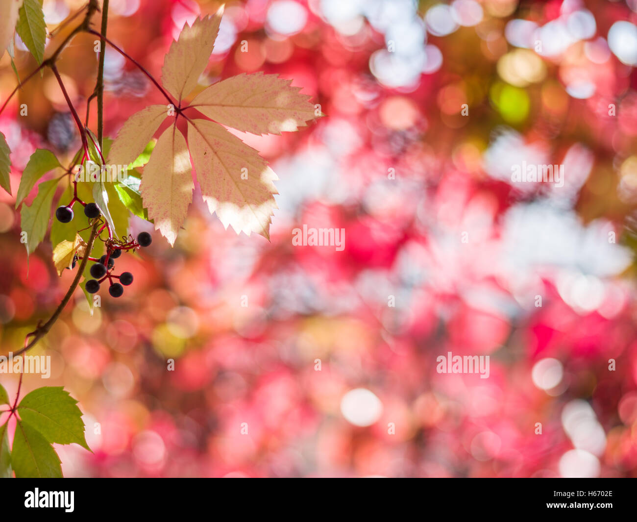 Verwischte rote Blätter. Natur Hintergrund. Stockfoto