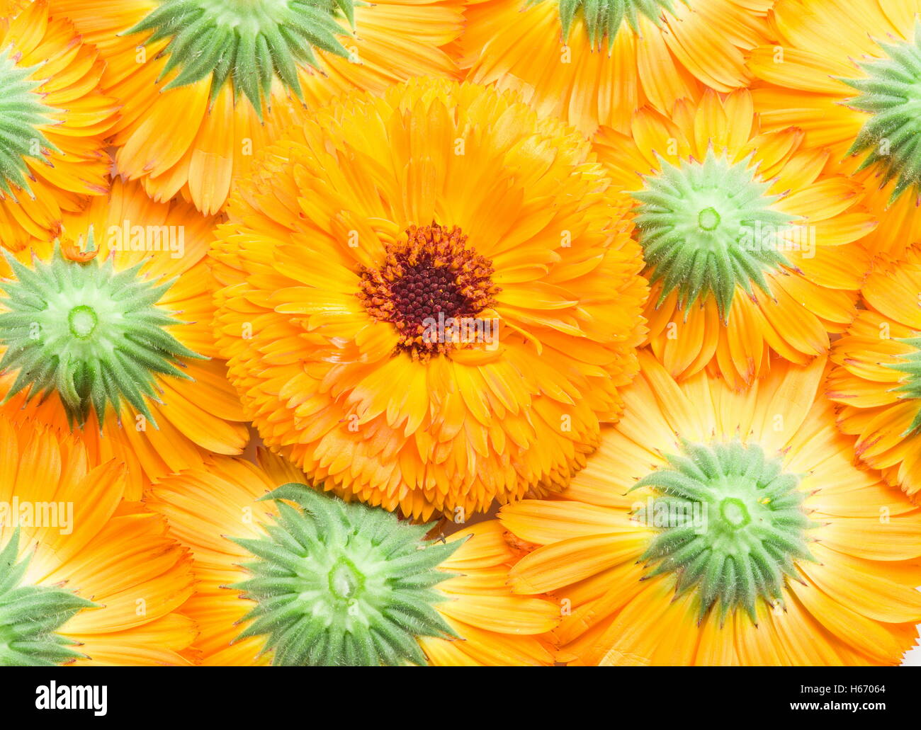 Orange Ringelblume oder Ringelblume Blütenköpfchen. Blumen Hintergrund. Stockfoto