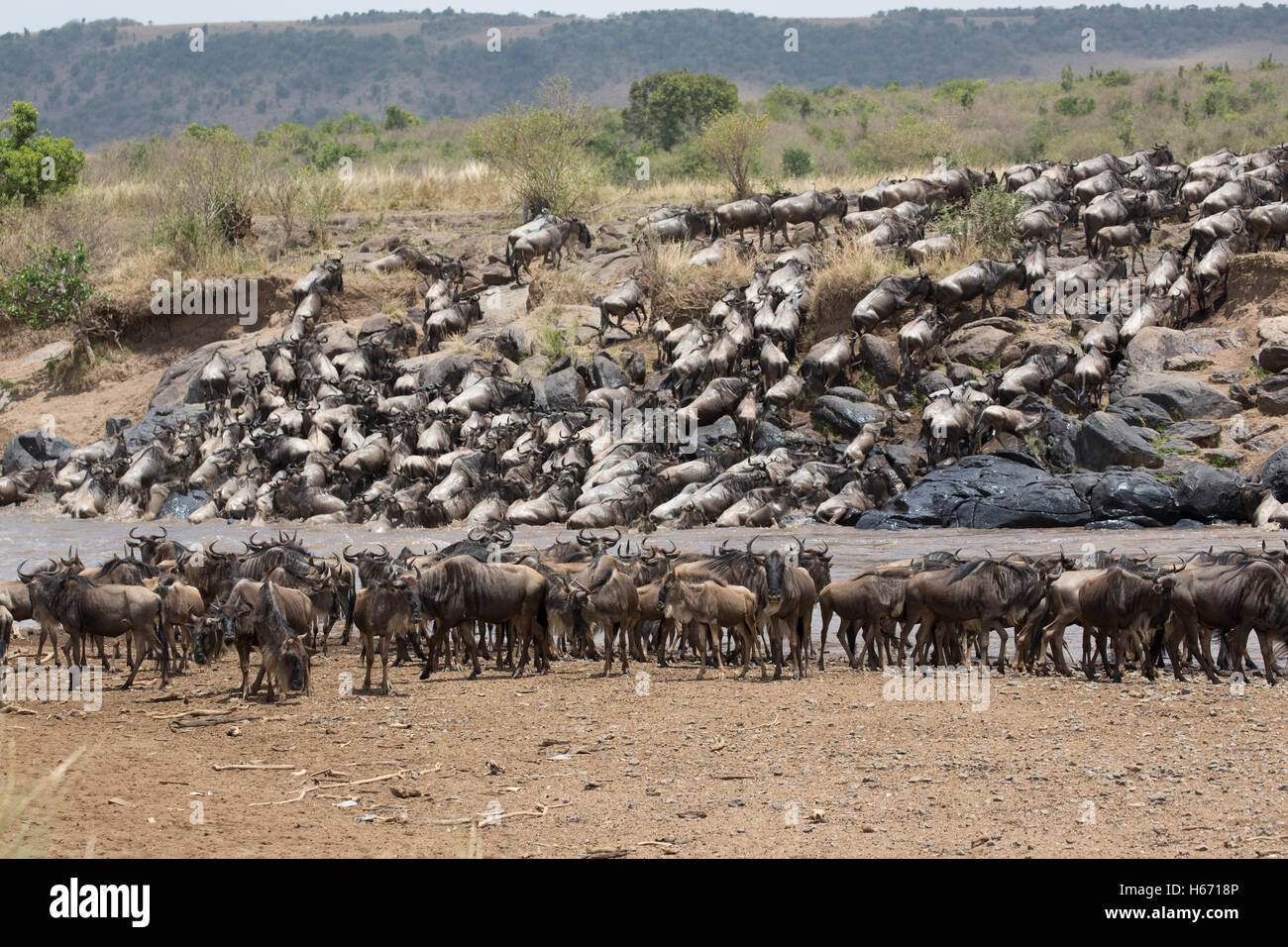 Herden von Gnus durchqueren Mara Fluss Masai Mara Kenia Stockfoto