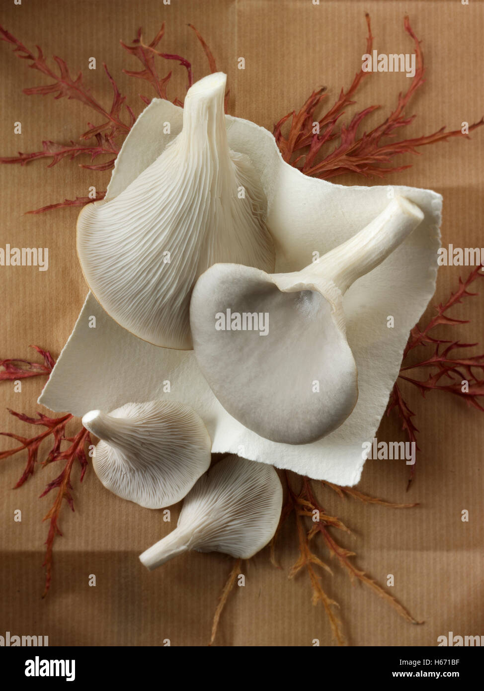 Frisch gepflückt raw grauen Austernseitling Pleurotus Ostreatus, ungekocht Stockfoto