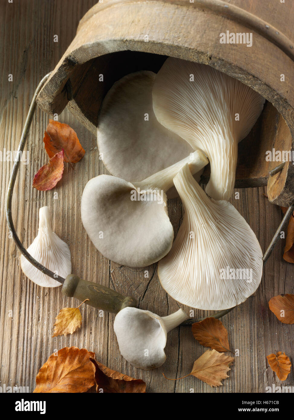 Frisch gepflückt raw grauen Austernseitling Pleurotus Ostreatus, ungekocht Stockfoto