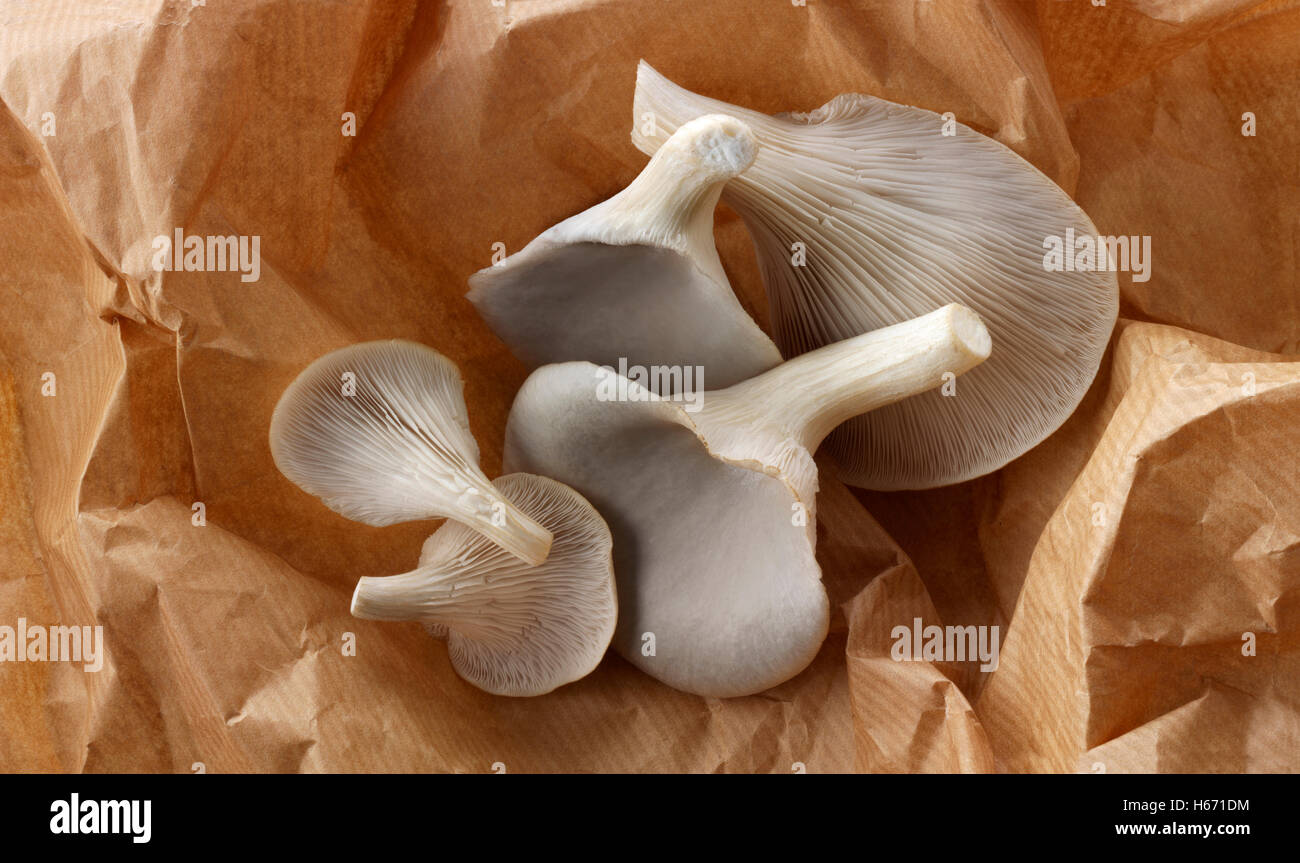 Frisch gepflückt raw grauen Austernseitling Pleurotus Ostreatus, ungekocht Stockfoto