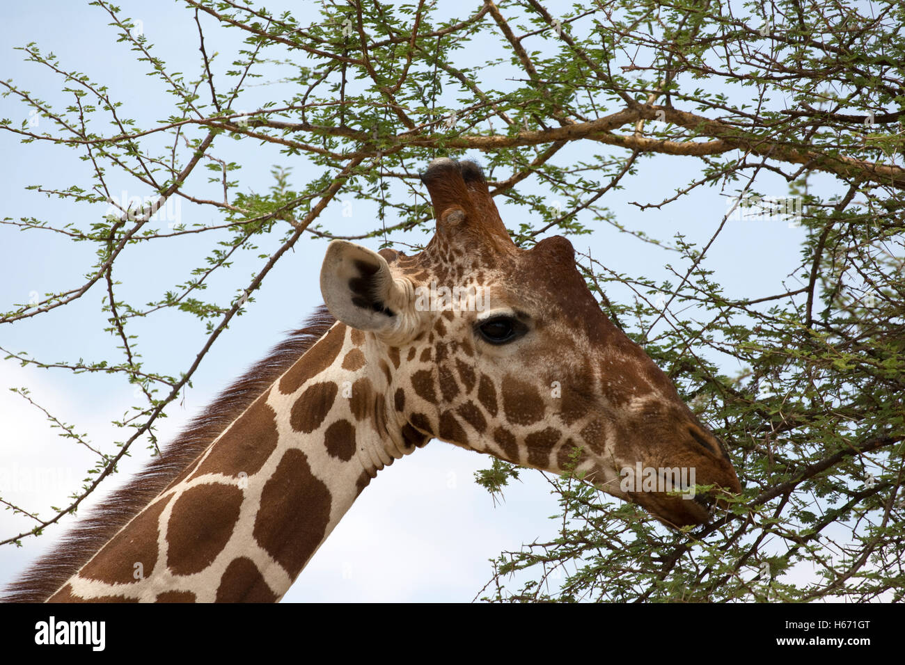 Leiter der Recticulated Giraffe Giraffa Plancius Reticulata Meru Nationalpark Kenia durchsuchen Stockfoto