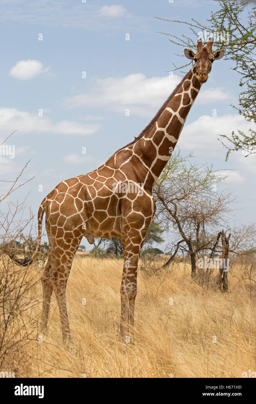 Ein Recticulated oder somalische Giraffe Giraffa Plancius Reticulata Meru Nationalpark Kenia Stockfoto