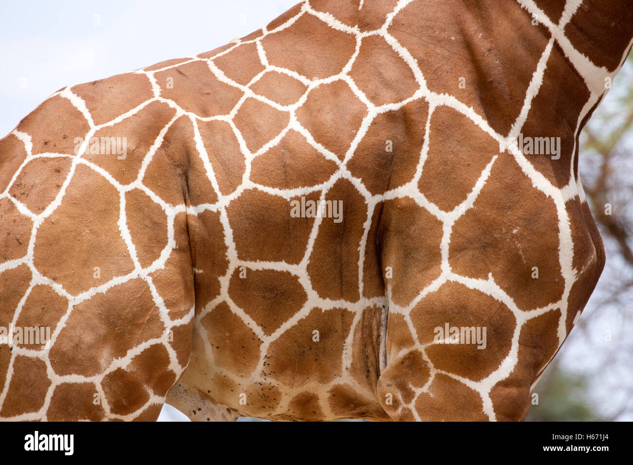 Muster Recticulated Giraffe Giraffa Plancius Reticulata Meru Nationalpark Kenia der Haut Stockfoto