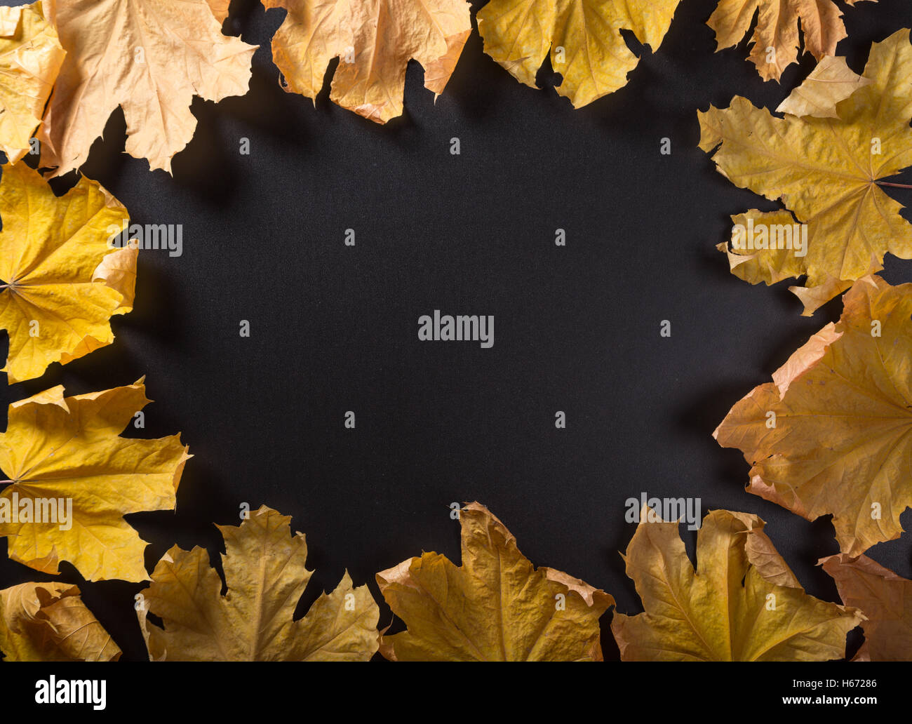 Herbst Hintergrund mit realistischen Ahorn Blätter auf schwarzem Hintergrund Stockfoto