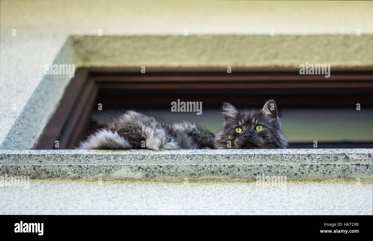 Katze, Rast- und schaut sich um in einem Regal. Stockfoto