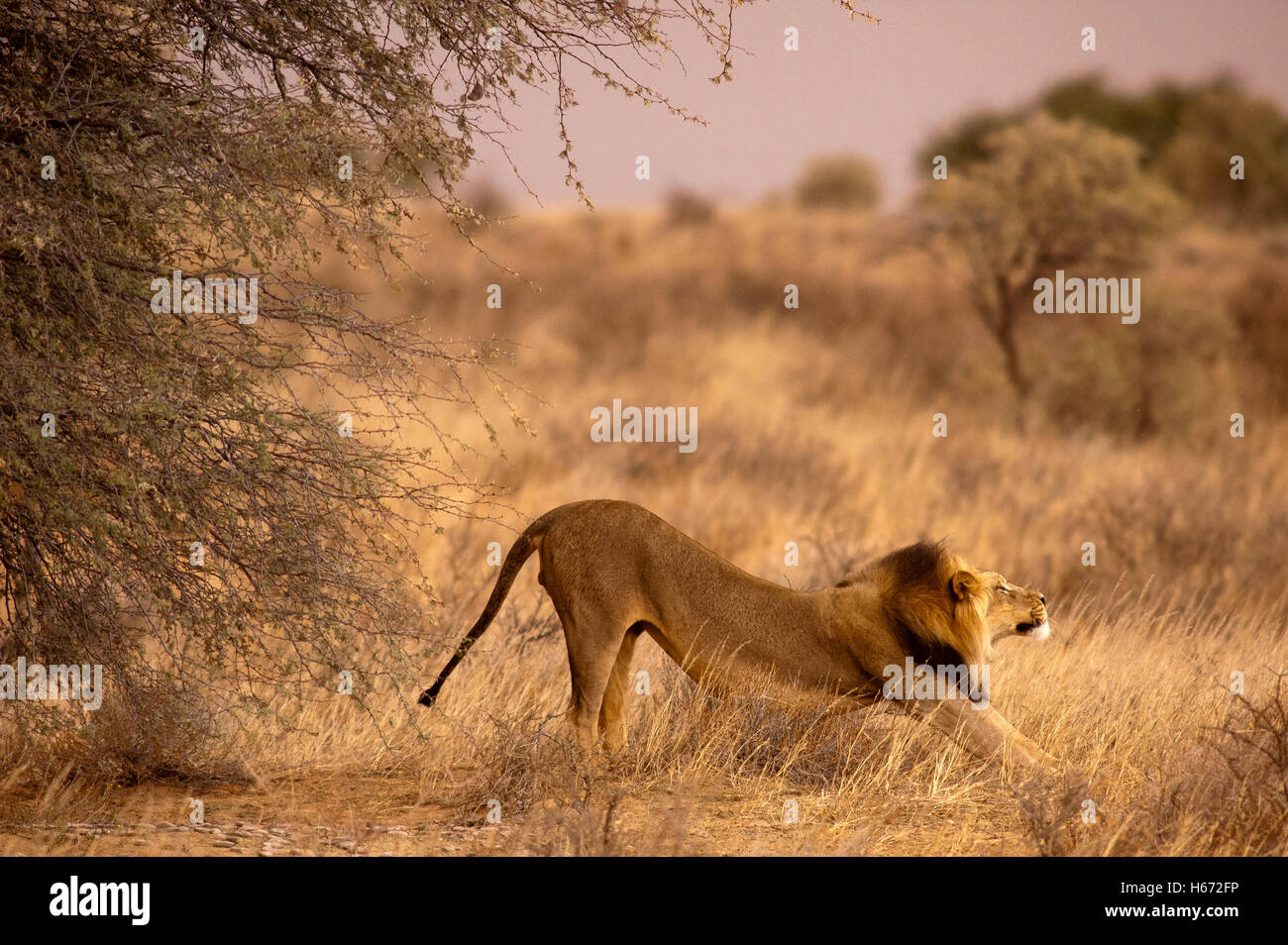 Löwe (Panthera leo) erstreckt sich im Kgalagadi Transfontier Park, Südafrika Stockfoto