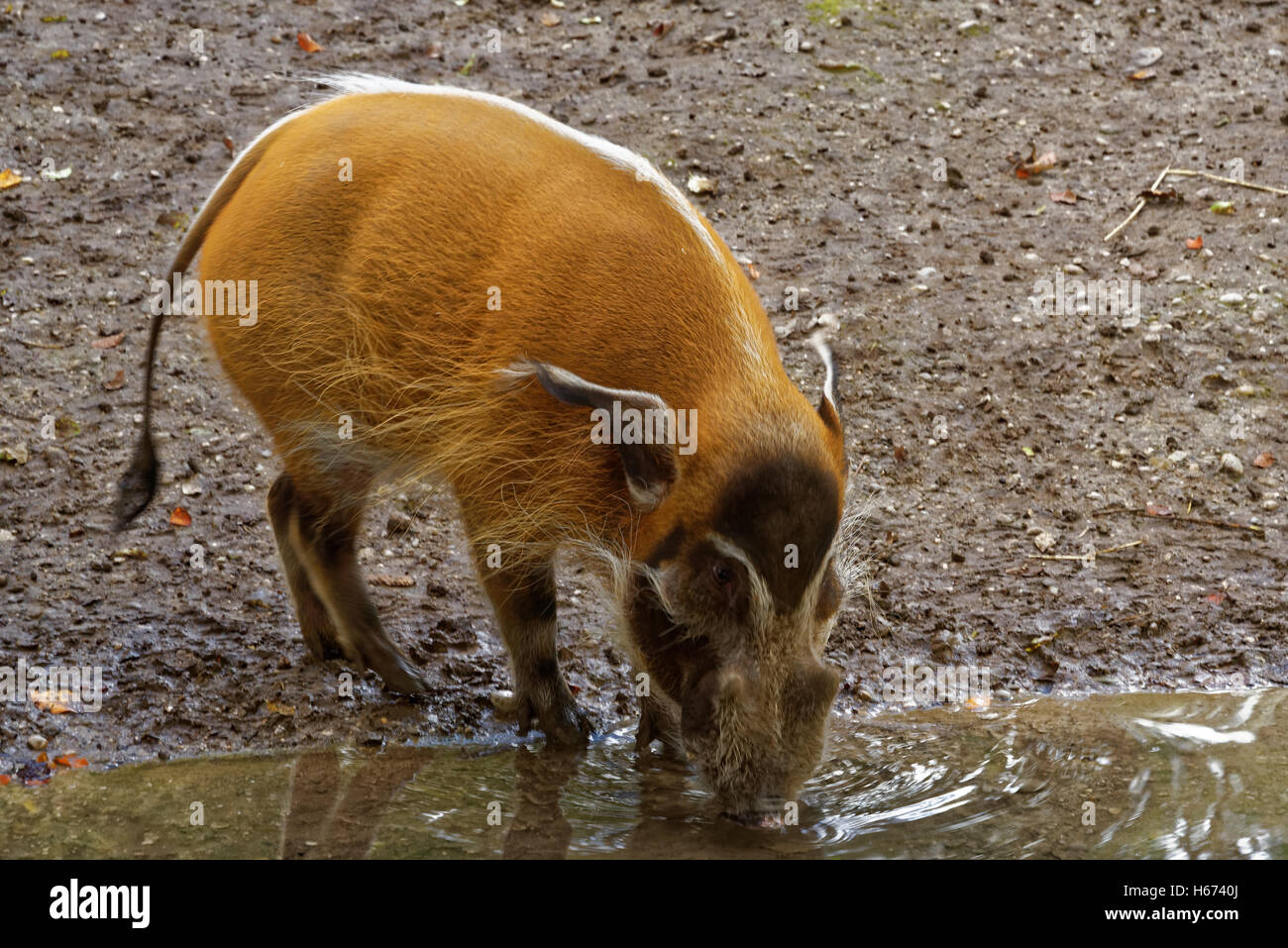 Die Red-River-Hog (Potamochoerus Porcus), auch bekannt als das Buschschwein. Stockfoto