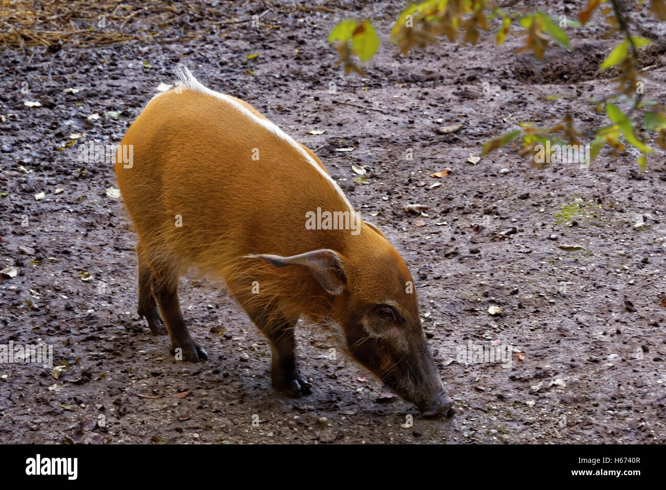 Die Red-River-Hog (Potamochoerus Porcus), auch bekannt als das Buschschwein. Stockfoto