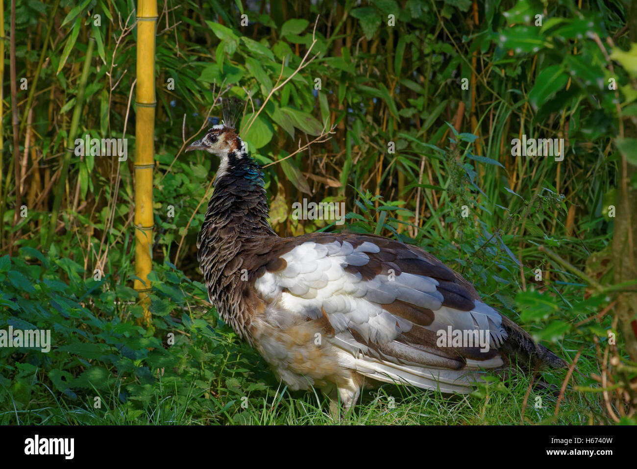 Der schwarze gekrönte Kran (Balearica Pavonina) ist ein Vogel in der Kran-Familie seltene. Stockfoto