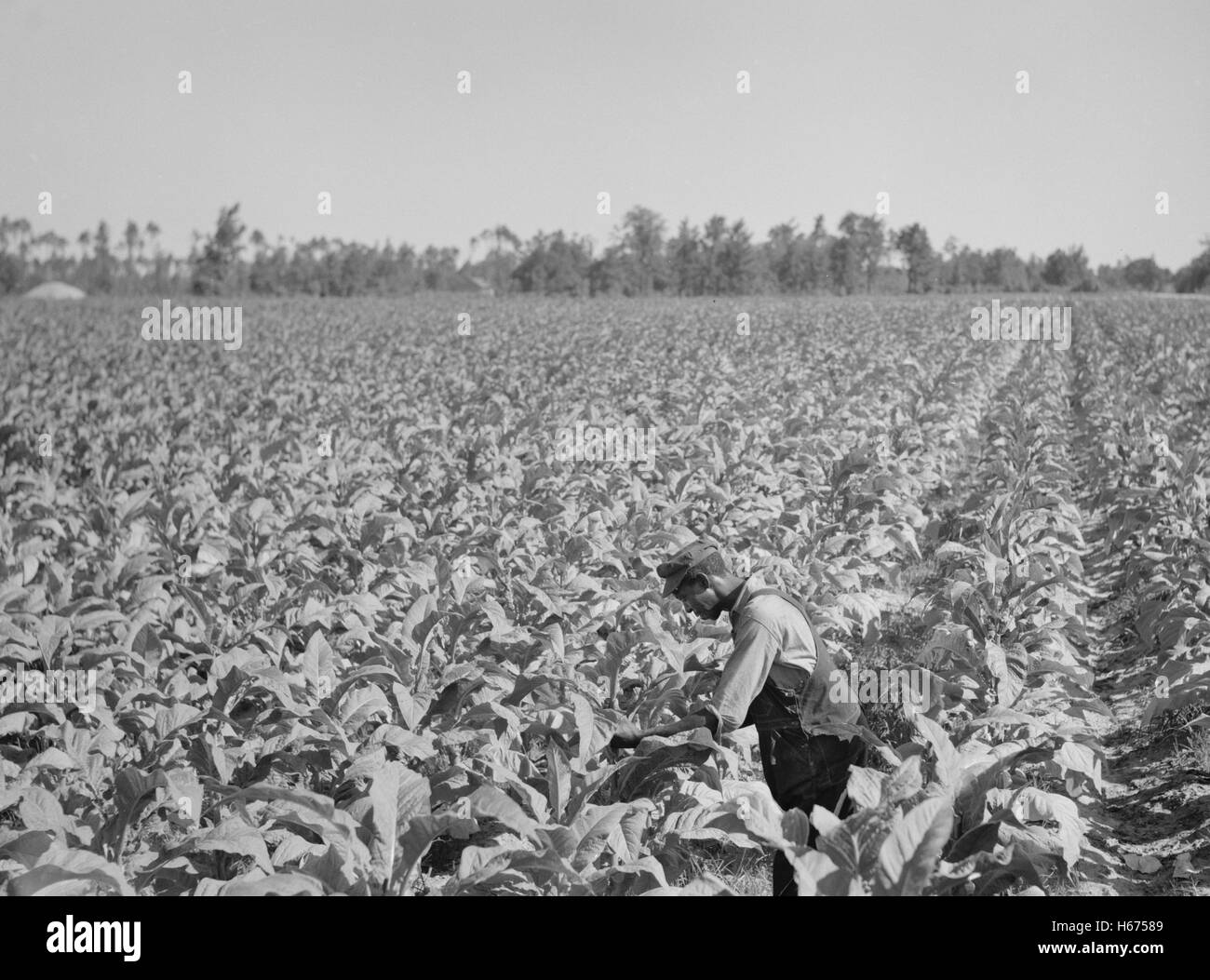 Arbeiter in Tabak Feld, Florence County, South Carolina, USA, Fotograf Cox für Farm Security Administration, August 1938 Stockfoto