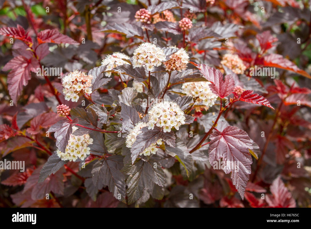 Physocarpus mit roten Blättern und weißen Blüten blühen. Auch genannt Ninebark eine beliebte rote rotblättrige Strauch für den Garten Stockfoto