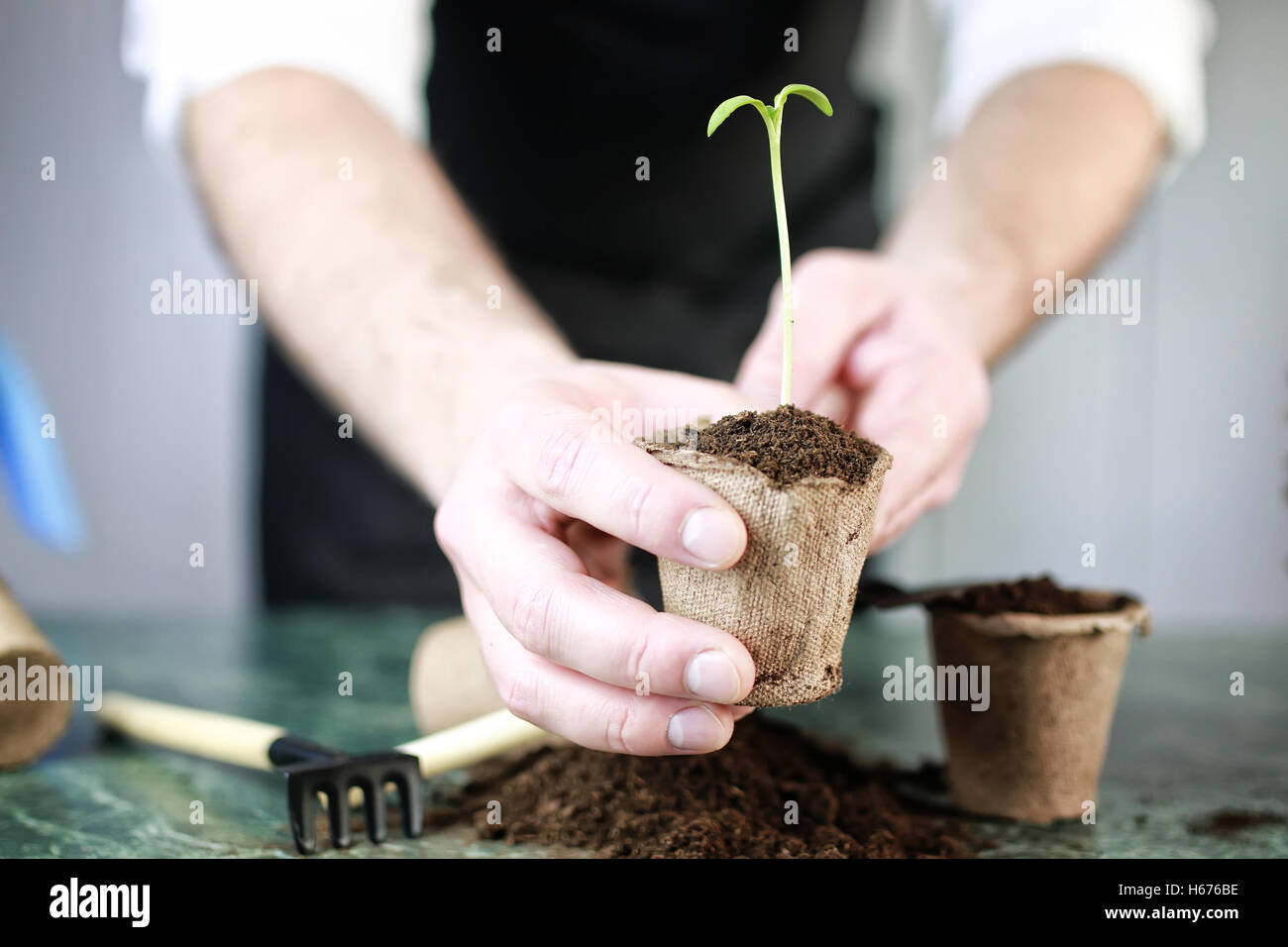 Gärtner Hand sprießen Tabelle Stockfotografie Alamy