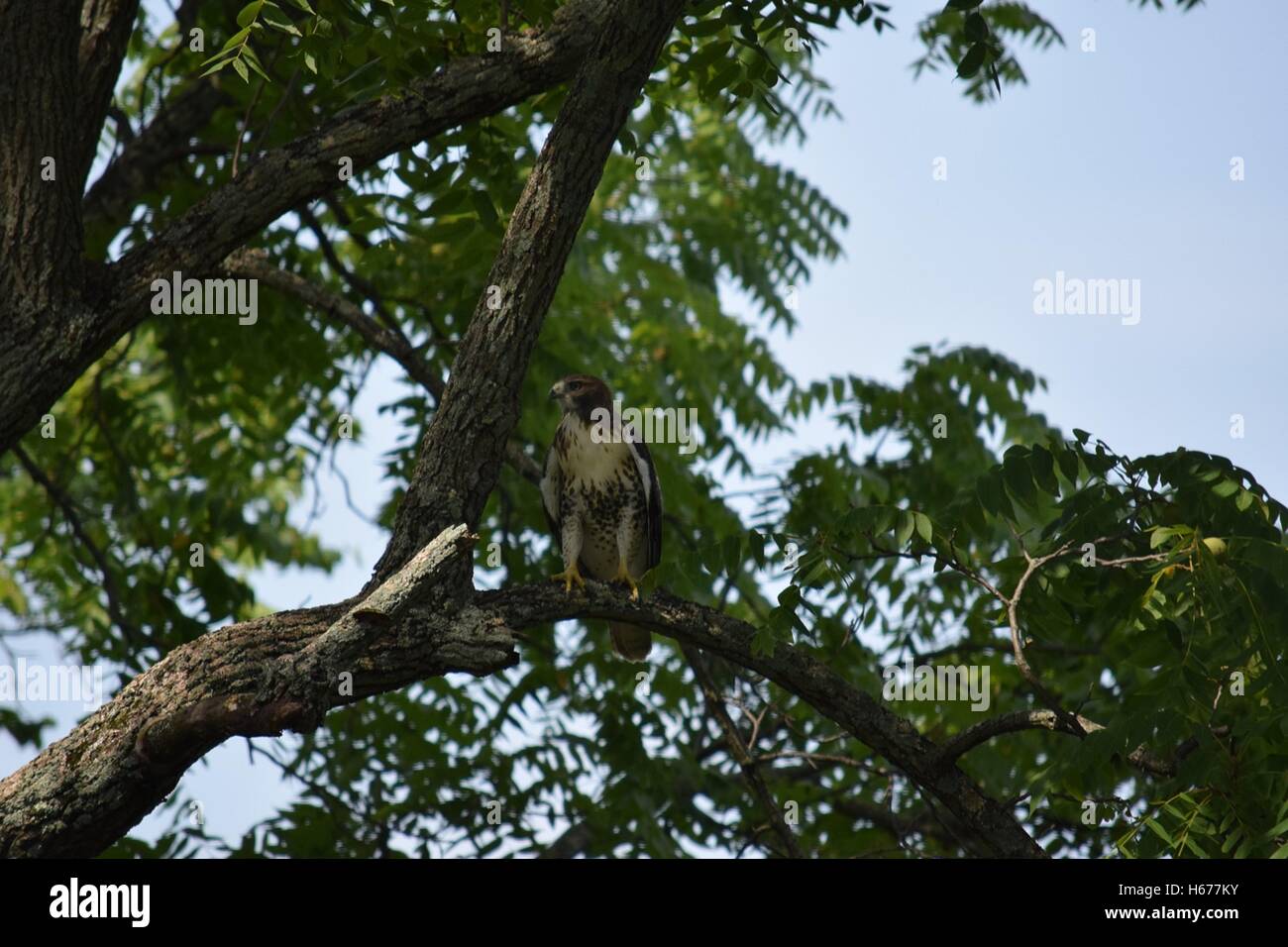 Habicht im Schattenbaum Stockfoto