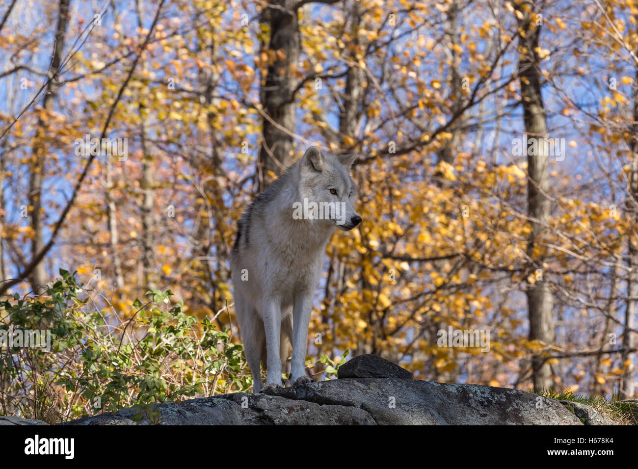 Ein einsamer Arctic Wolf in eine Herbstszene Wald Stockfoto