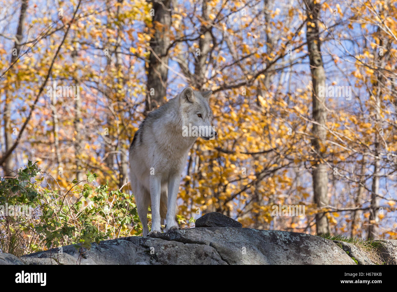 Ein einsamer Arctic Wolf in eine Herbstszene Wald Stockfoto