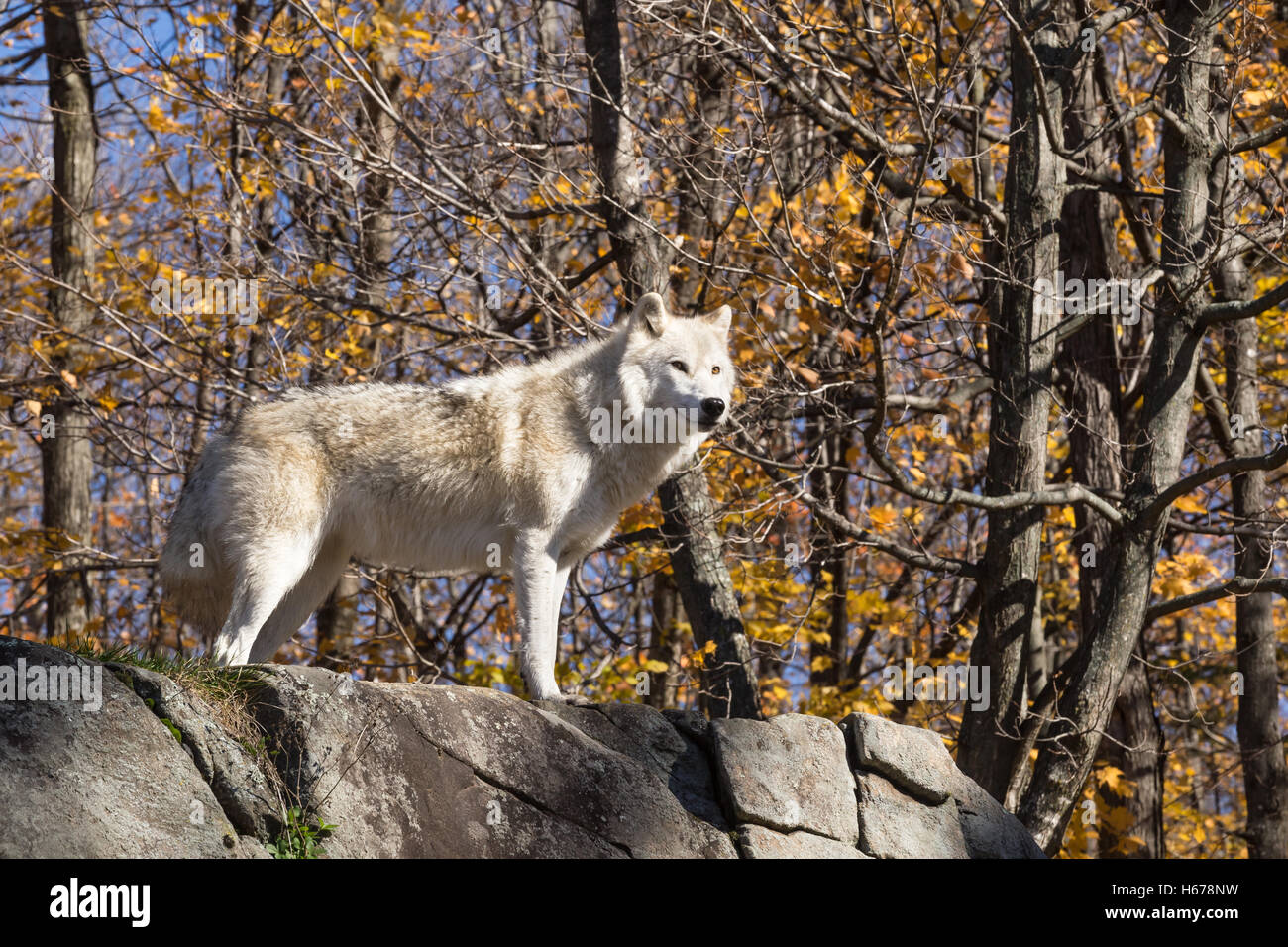 Ein einsamer Arctic Wolf in eine Herbstszene Wald Stockfoto