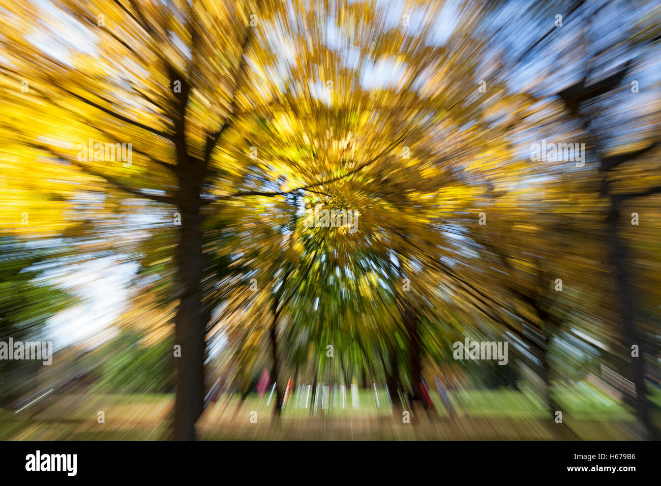 Herbst Laub in Milwaukee, Wisconsin, USA. Stockfoto