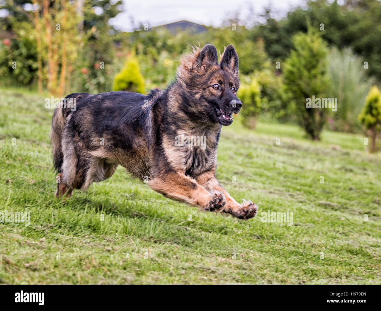 Deutscher Schäferhund mit einem komischen Gesichtsausdruck sieht er Angst oder sorgen Stockfoto