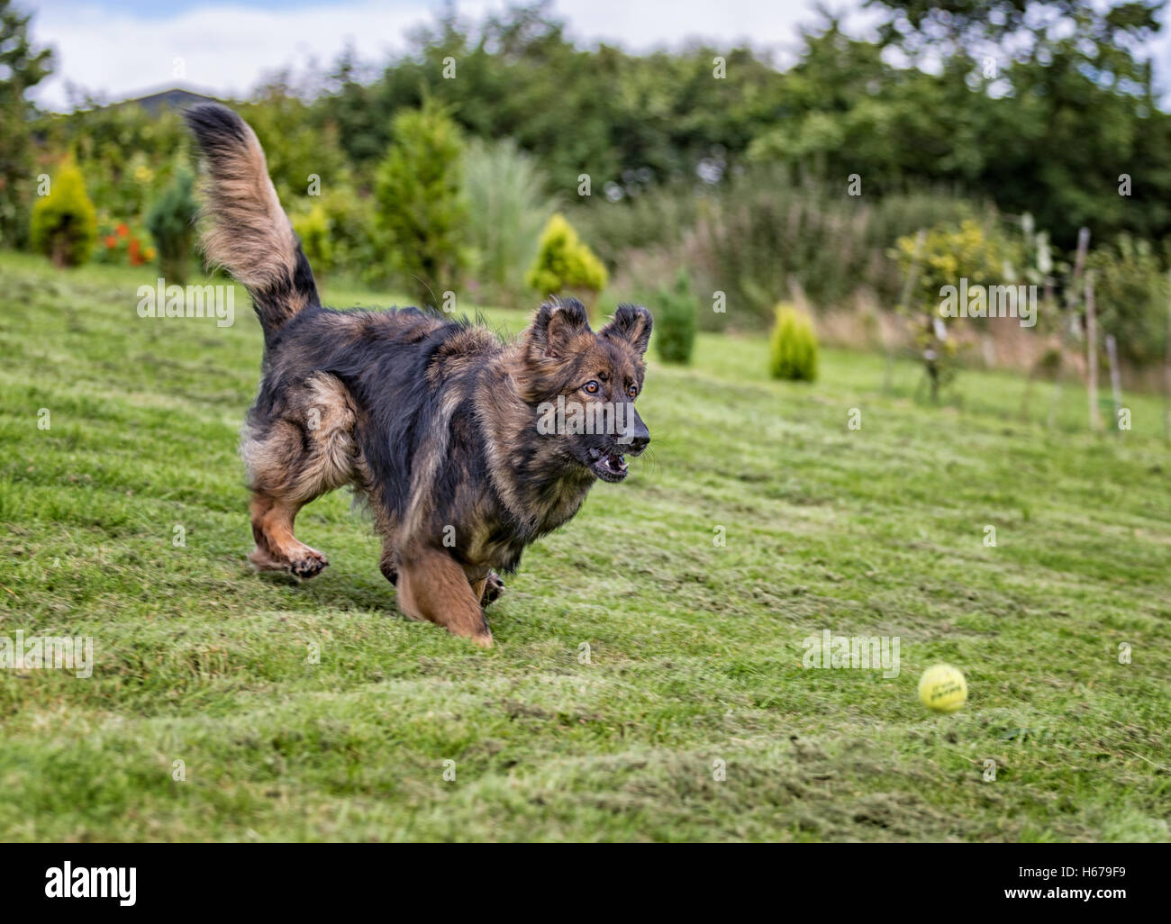 Deutscher Schäferhund jagt einem Ball draußen auf dem Rasen ein beliebtes Spiel für Hunde. Stockfoto