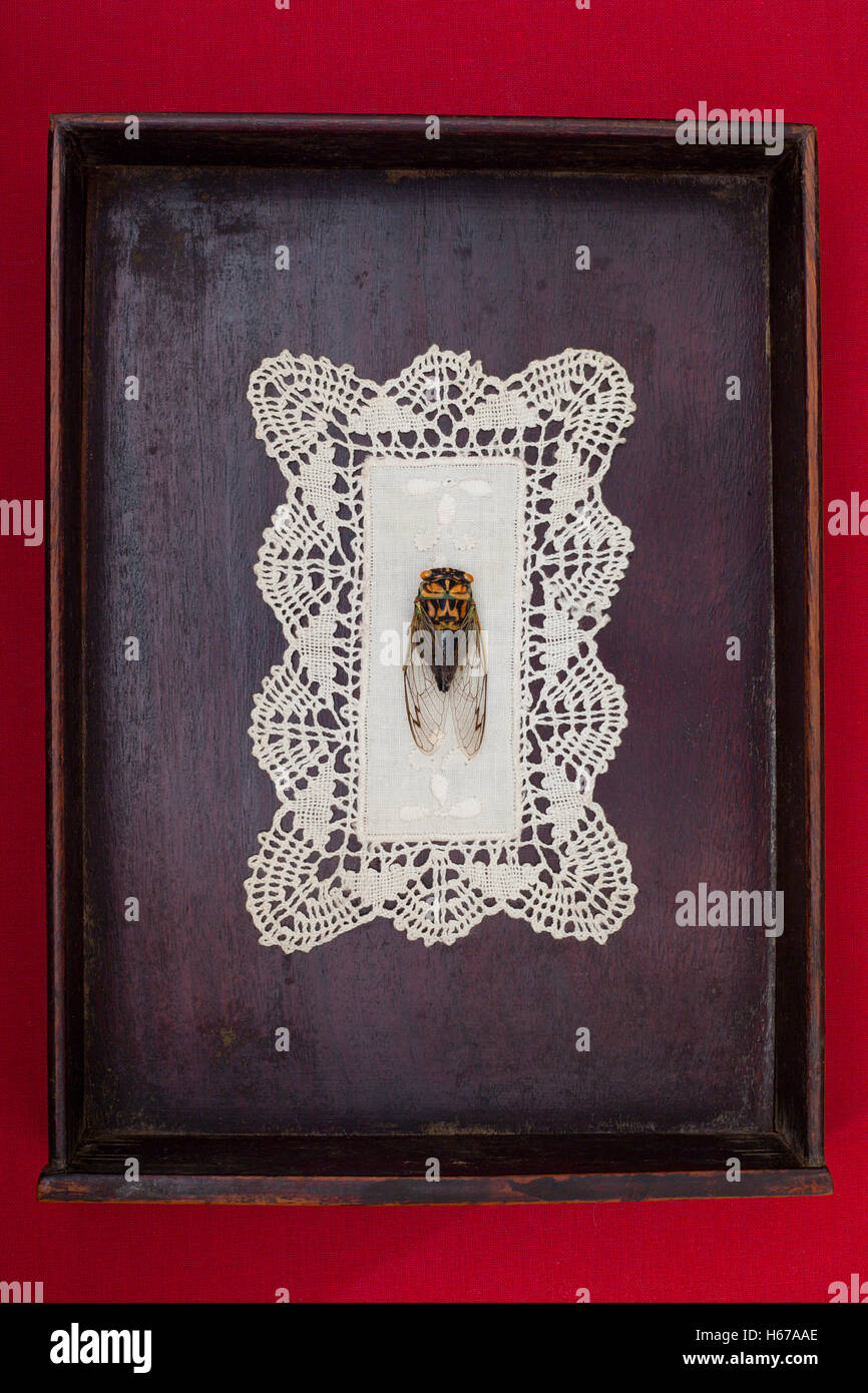 Zikade auf Spitze Deckchen in Holzkiste Stockfoto