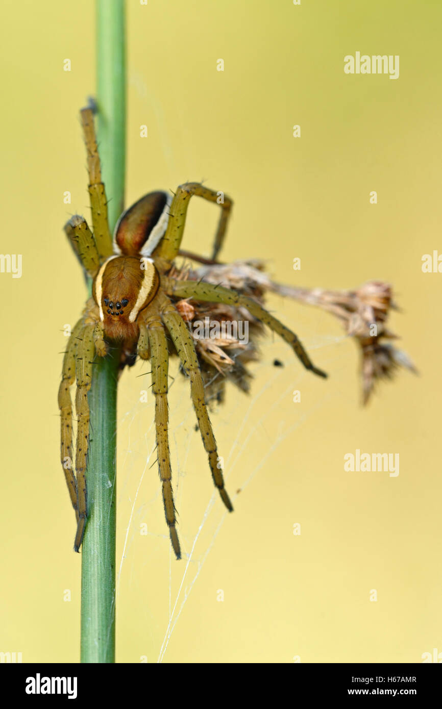 Raft Spider / Gerandete Jagdspinne (Dolomedes Fimbriatus) ruhen, Jagd auf einem Ansturm Stiel, sauberer Hintergrund detaillierte Schuss. Stockfoto