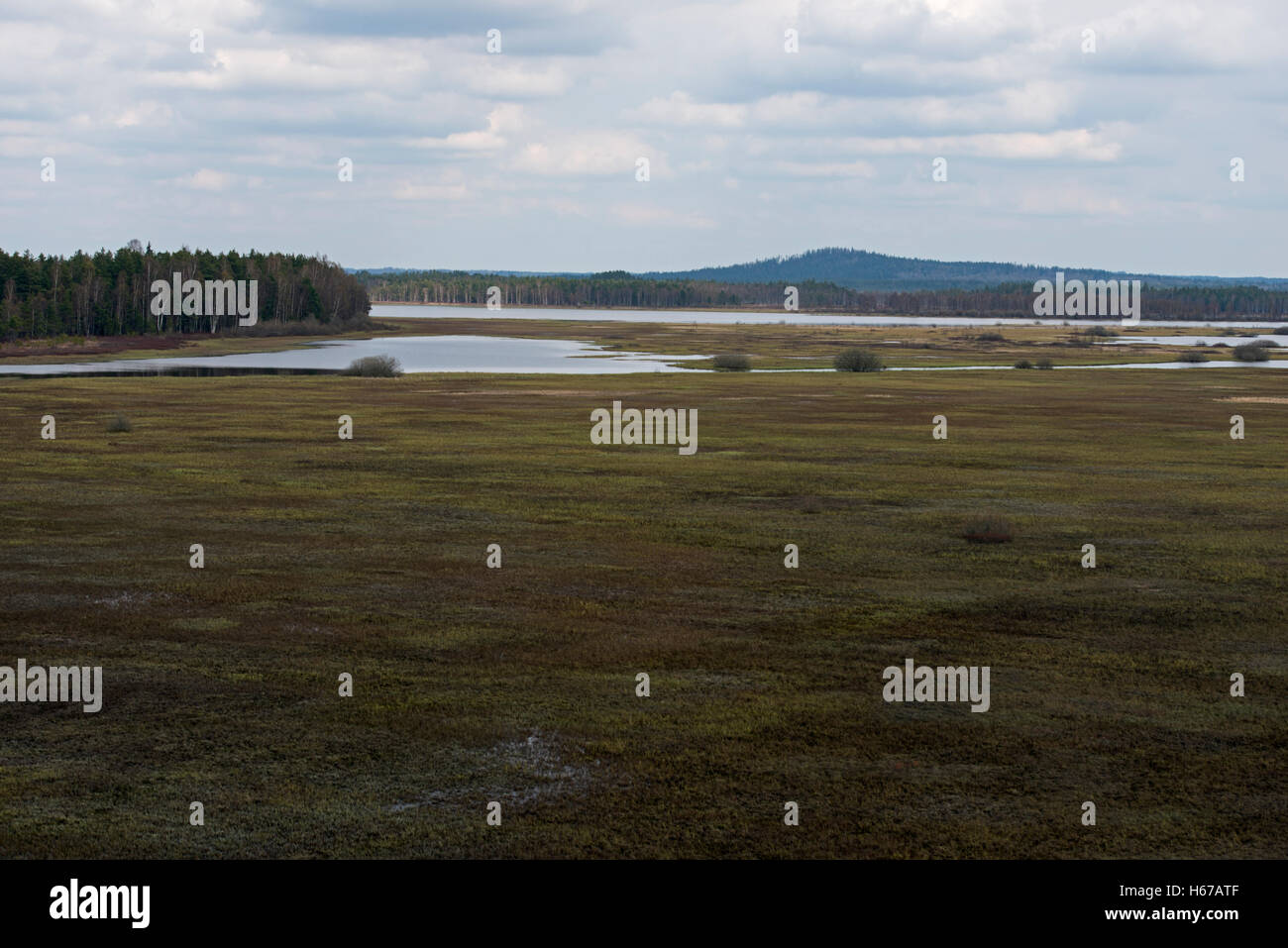 Blick über Store Mosse Nationalpark Stora Gungflyet, Småland, Schweden, Skandinavien, Moor, Moor Bereich angehoben, groß festmachen. Stockfoto