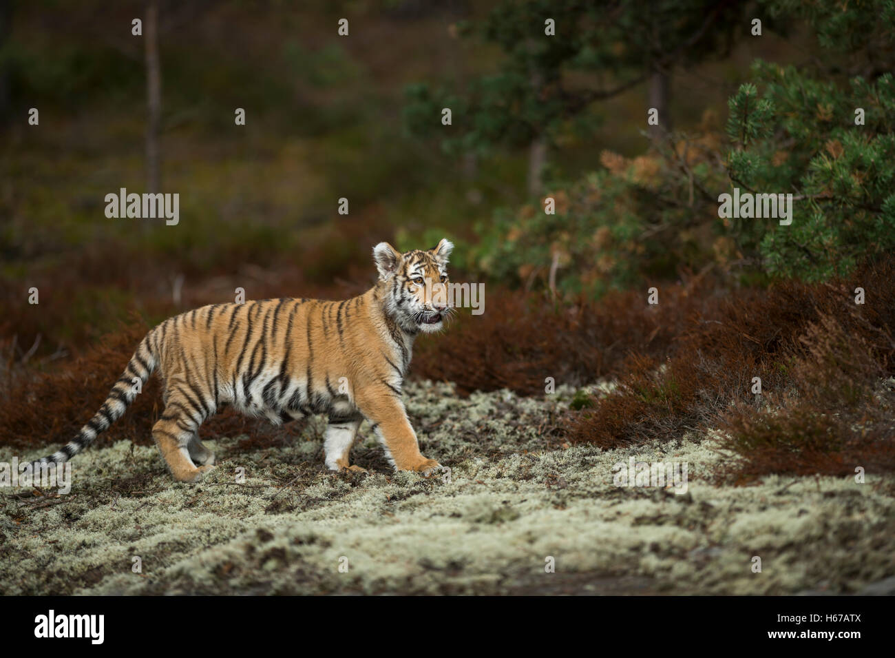 Royal Bengal Tiger / Koenigstiger (Panthera Tigris) in natürlicher Umgebung auf einer Lichtung im Wald, aufmerksam beobachten. Stockfoto