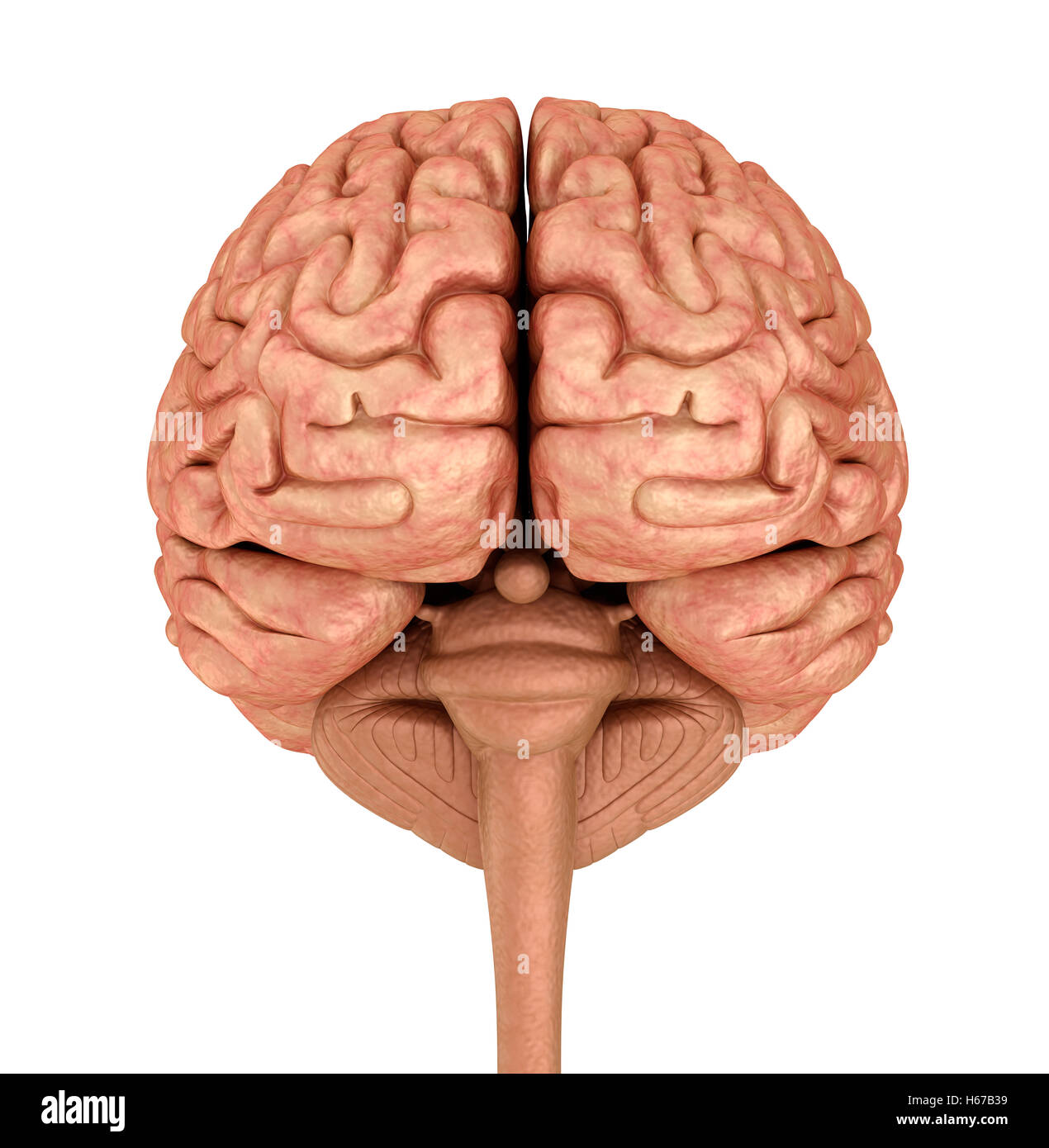 Menschliche Gehirn 3D-Modell, isoliert auf weiss. Medizinisch genaue 3D-Illustration Stockfoto