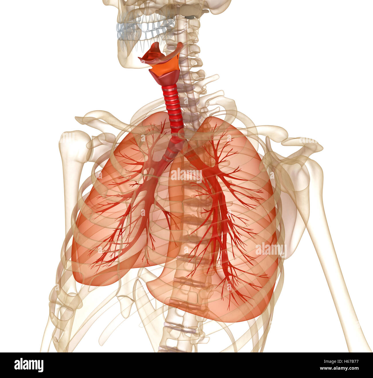 Menschliche Lunge, Luftröhre und Skelett. Medizinisch genaue 3D-Illustration Stockfoto