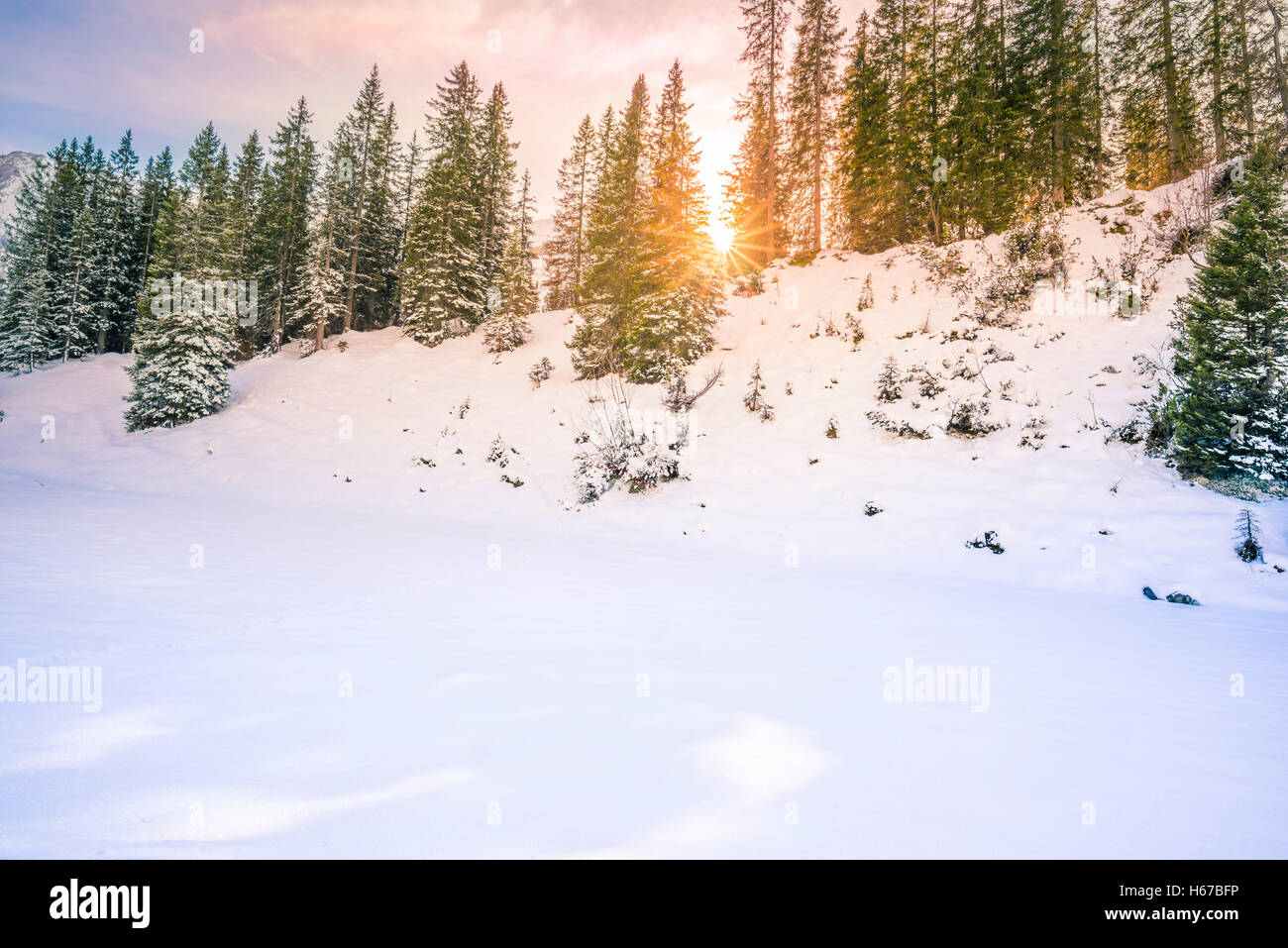 Sonnenstrahlen durch Tannenwald im winter Stockfoto