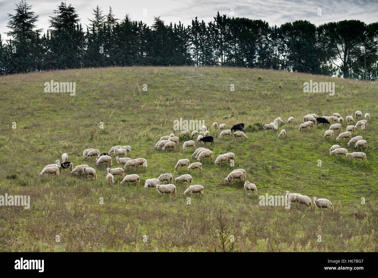 Schafe in der Nähe von San Quirico d Orcia, Toskana, Italien, EU, Europa Stockfoto