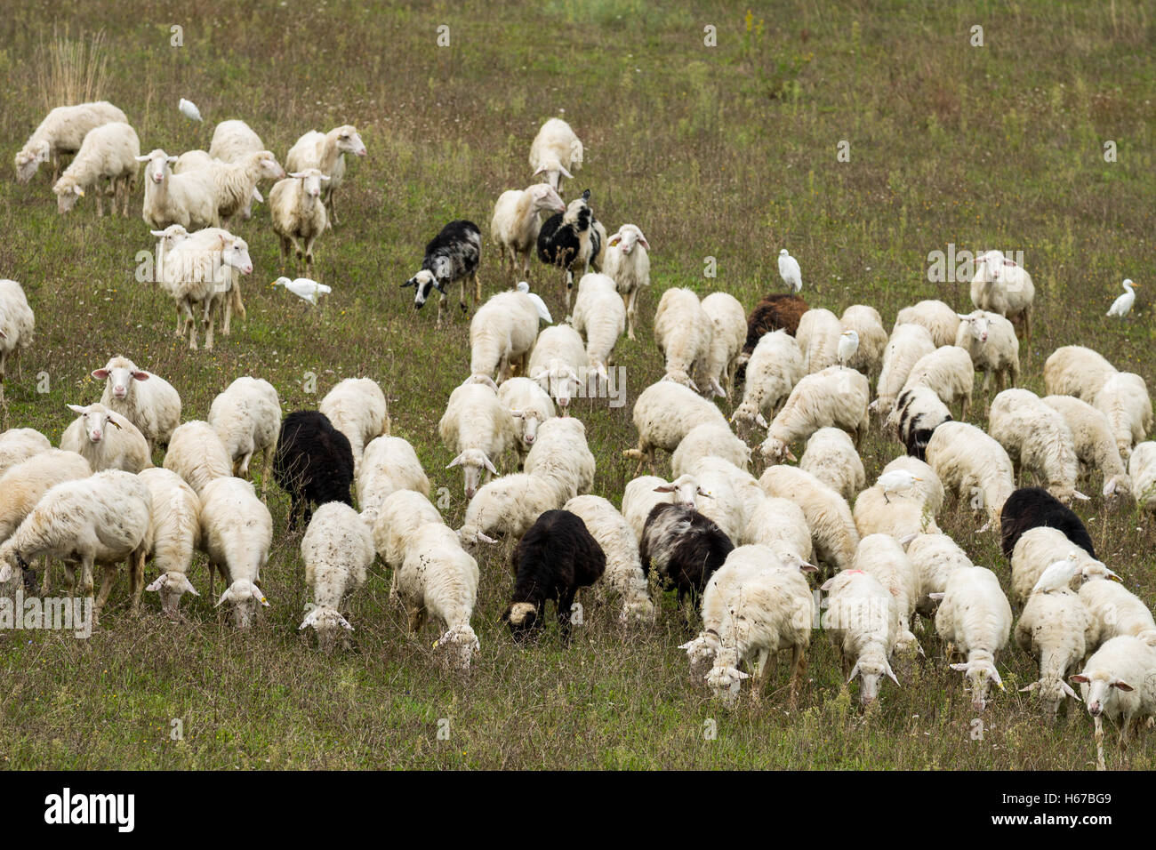 Schafe in der Nähe von San Quirico d Orcia, Toskana, Italien, EU, Europa Stockfoto