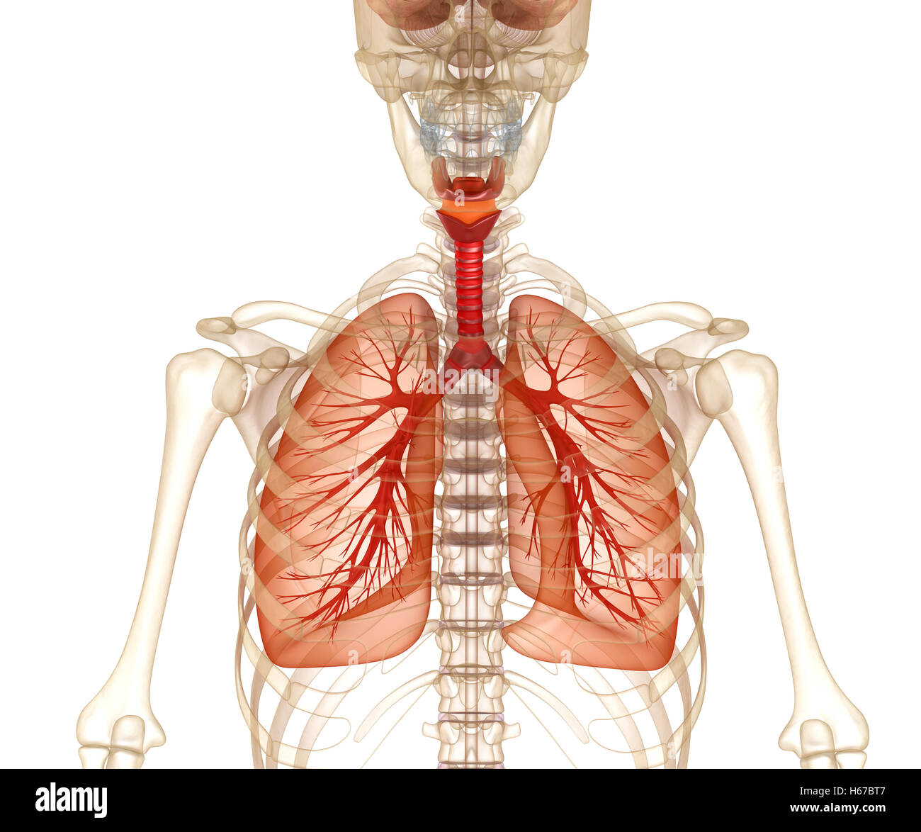 Menschliche Lunge, Luftröhre und Skelett. Medizinisch genaue 3D-Illustration Stockfoto