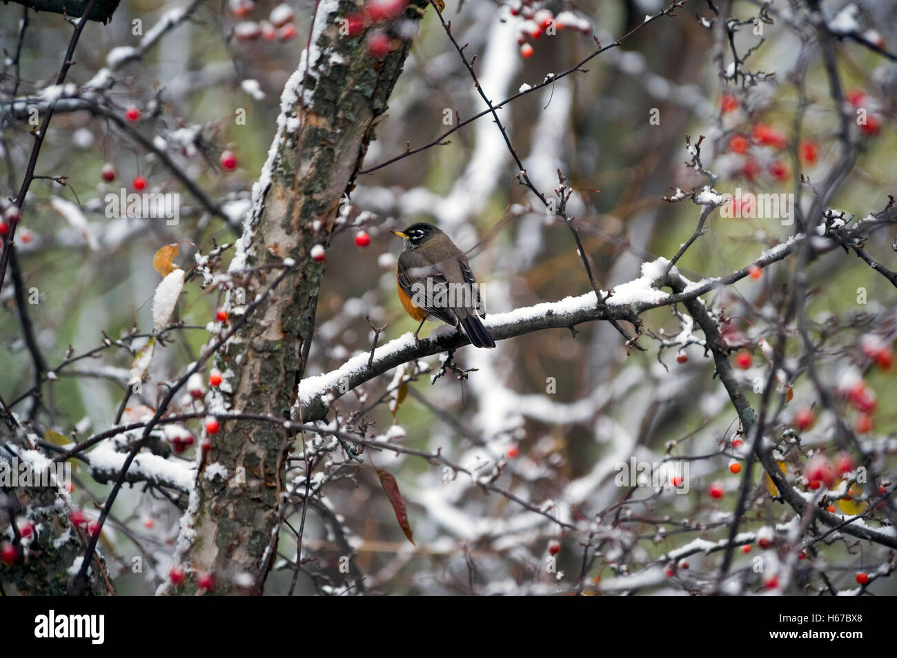 Robin auf einem Ast eines Baumes mit roten Beeren Stockfoto