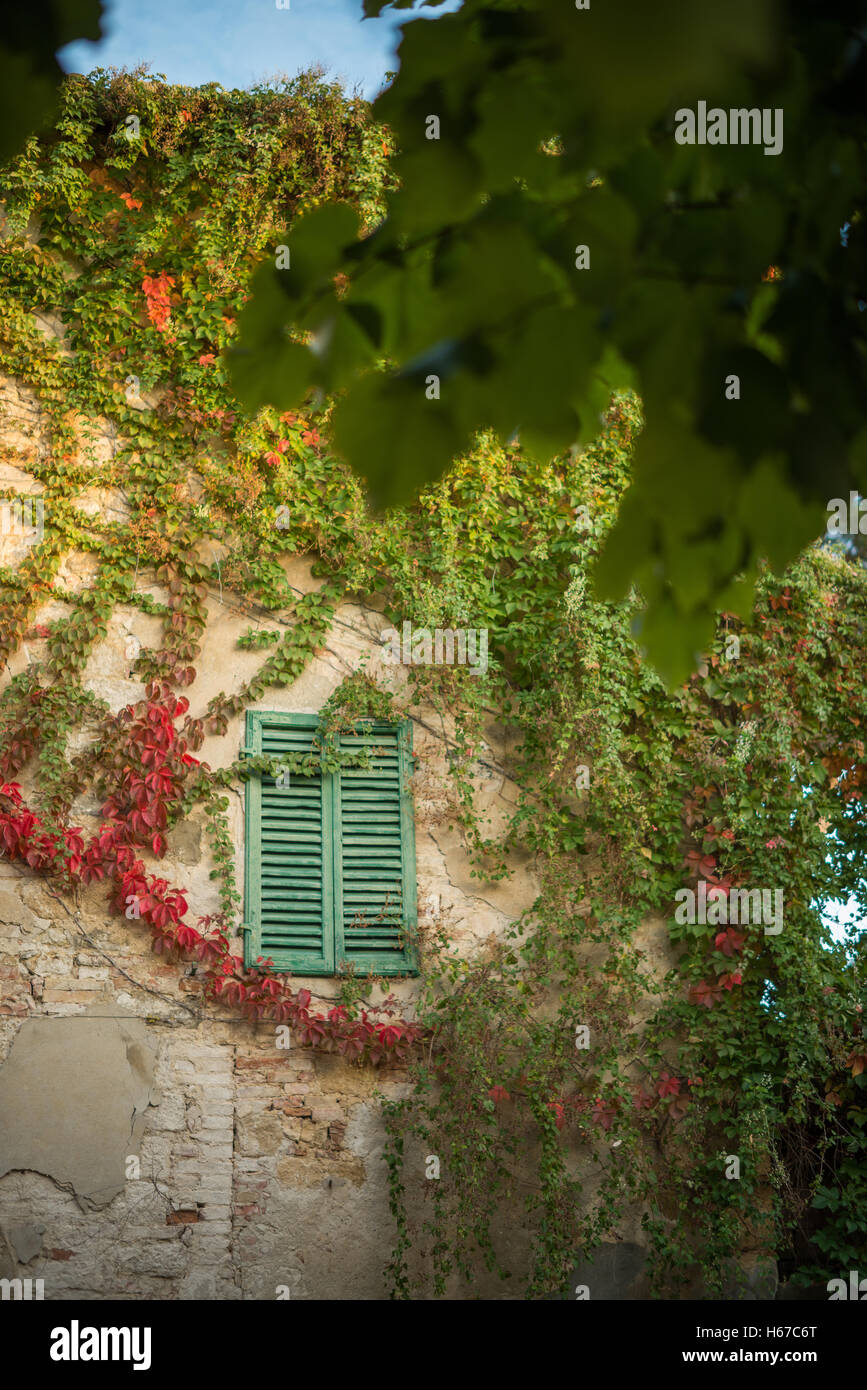 Efeu bedeckt Wand und shuttered Fenster, Monticchiello, Toskana, Italien, EU, Europa Stockfoto