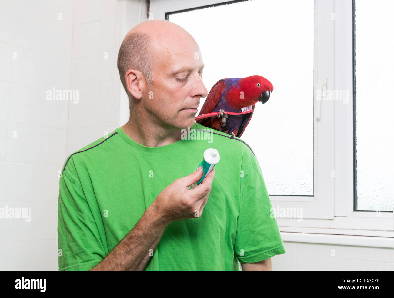 Mann mit einer roten Papagei saß auf seiner Schulter hält eine Zahnbürste in ihrem Fuß. Der Mann hält die Zahnpasta. Stockfoto