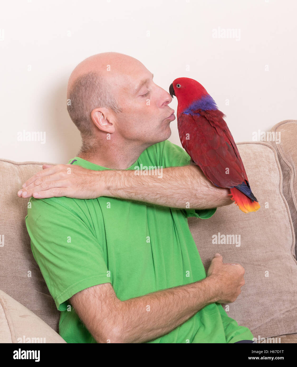 Mann küssen eine zahme rote Edelpapagei saß auf seinem arm Stockfoto