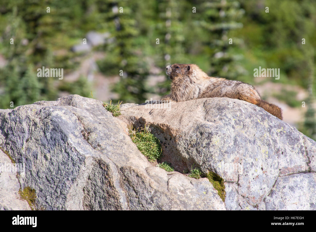 Hoary Marmot sonnen sich auf einem Felsen. Stockfoto