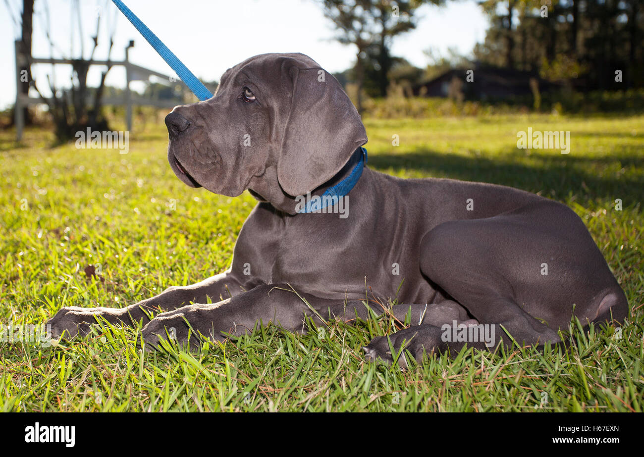 Grau-Dogge wartet auf seinen Meister, Anweisungen zu geben Stockfoto