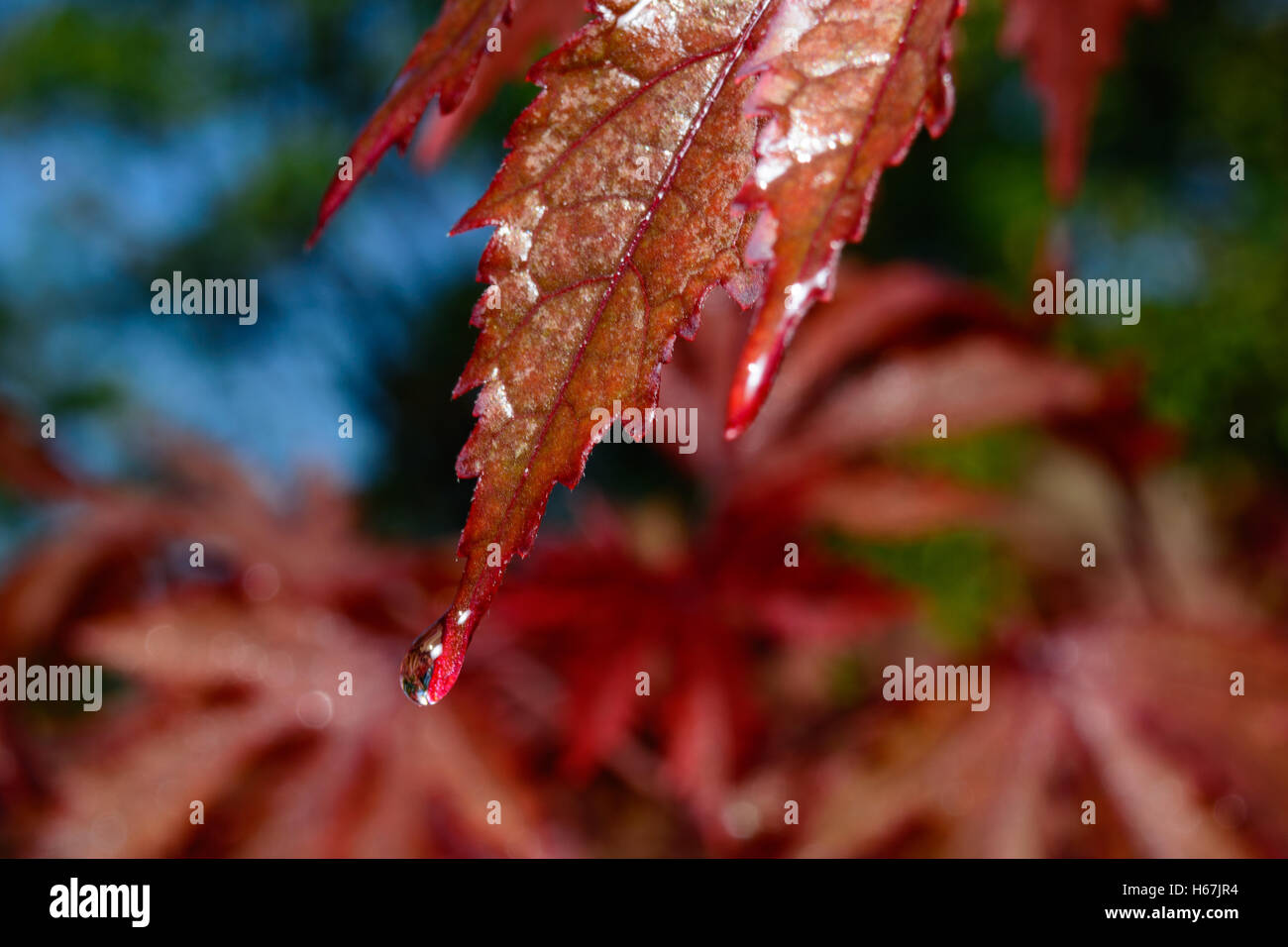 Selektiven Fokus auf dem Blatt einen japanischen Ahorn - Acer Palmatum - mit einem Regentropfen auf der Spitze des Blattes. Stockfoto