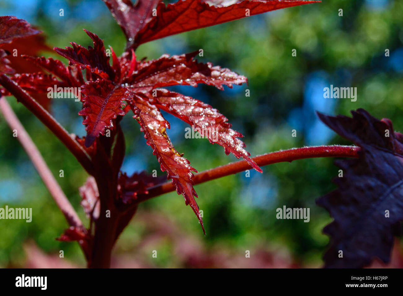 Selektiven Fokus auf dem Blatt einen japanischen Ahorn - Acer Palmatum- Stockfoto