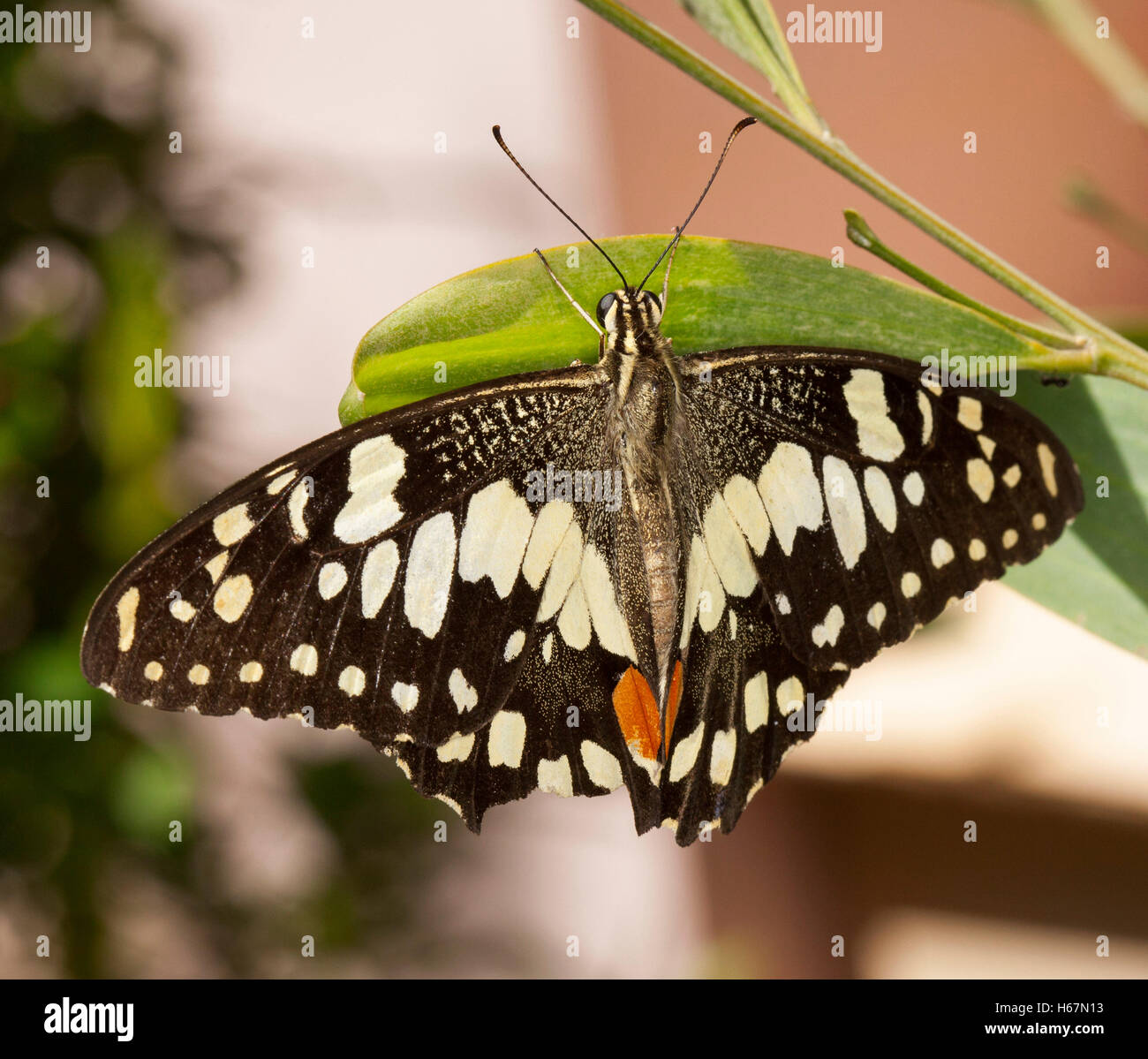 Schwarzen & weißen australischen karierten Schwalbenschwanz Schmetterling Papilio Demoneus auf grünes Blatt von Flechtwerk Baum gegen hellen Hintergrund Stockfoto