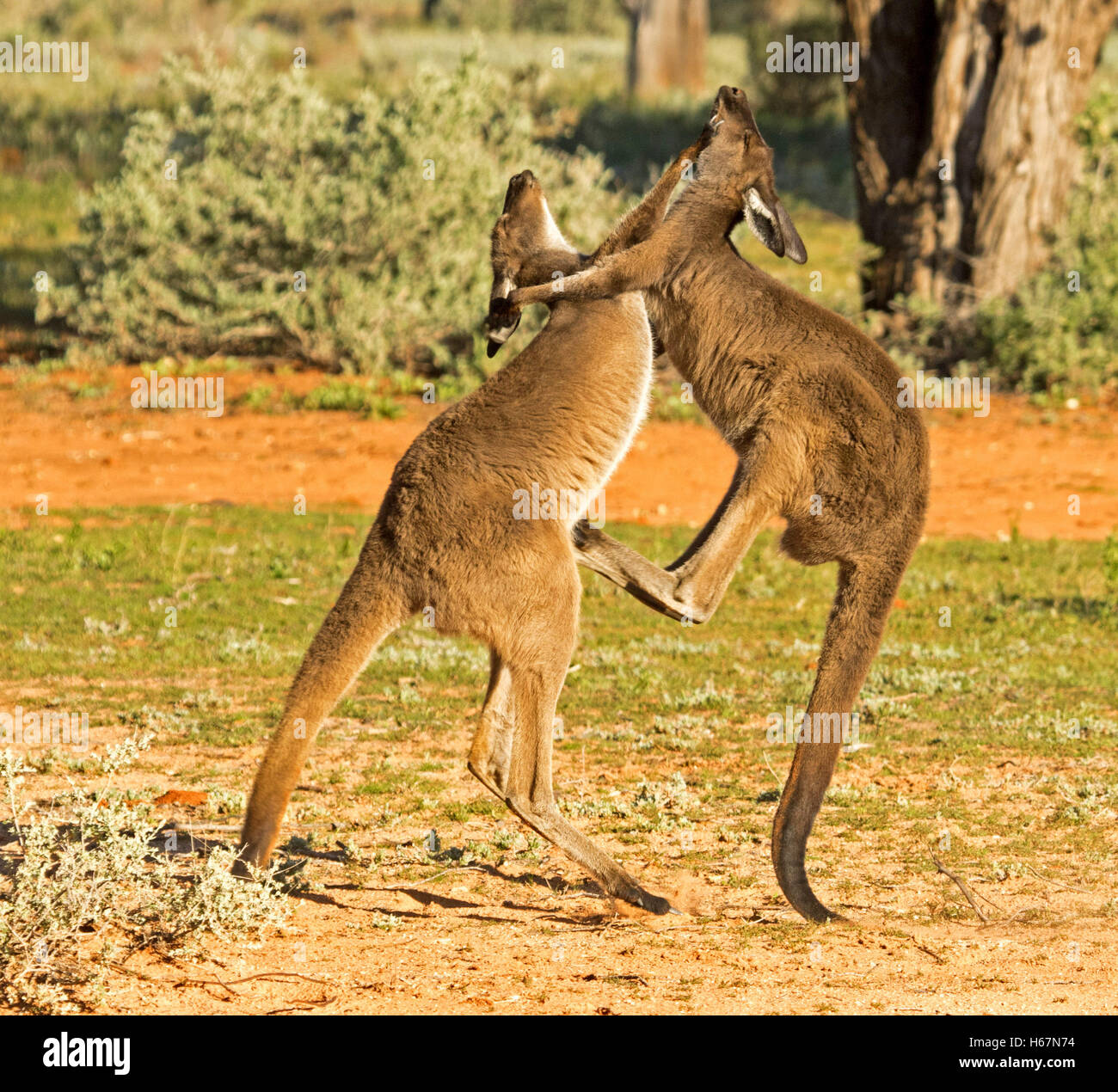 Zwei westliche graue Kängurus, Macropus Fuliginosus, kämpfen mit einem kicking und ausgewogen nur am Heck, im Outback Australien Stockfoto