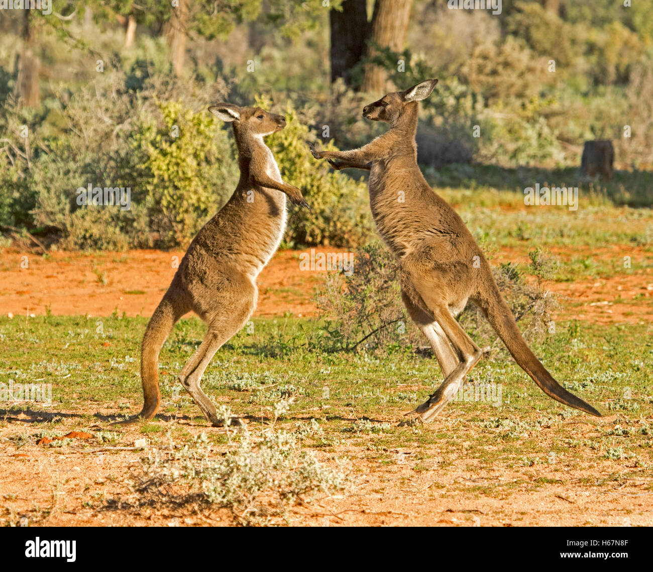 Zwei westliche graue Kängurus, Macropus Fuliginosus, kämpfen / sparring im Outback Australien mit Hintergrund der heimischen Wälder Stockfoto